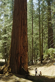 Sequoiadendron Giganteum Prints: Giant sequoia