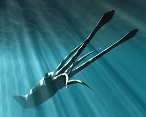 Giant squid Giant squid