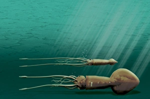 Marine Life Illustrations Prints: Giant squid, artwork