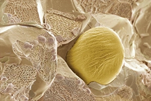 Scanning Electron Micrograph Prints: Ginger, SEM