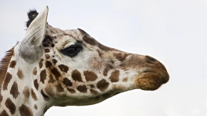 Ugandan Wildlife Prints: Giraffe
