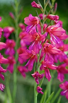 Mediterranean Flora Prints: Gladiolus communis