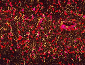 Prints of Glial cells. Fluorescent light micrograph of glial cells from a mouse brain. The tissue has been tagged with fluorescent markers specific to certain proteins Images Dated 2006 November: Mouse Brain Glial Cells Print, x180 magnification
