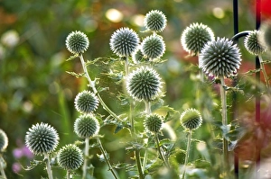 Perennial Garden Plants Prints: Globe Thistle (Echinops ritro)