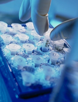Gloved fingers remove DNA sample from cryostorage Gloved fingers remove DNA sample from cryostorage