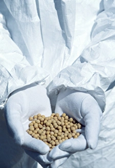 Soybean Nutrition Facts Prints: GM soya beans