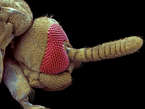 Gnat head, SEM Gnat head, SEM