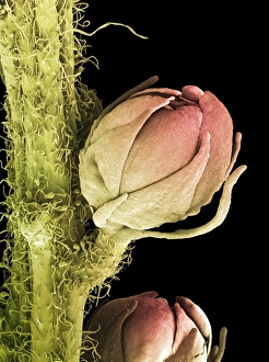Scanning Electron Micrograph Of Flowers Prints: Goats beard flower, SEM