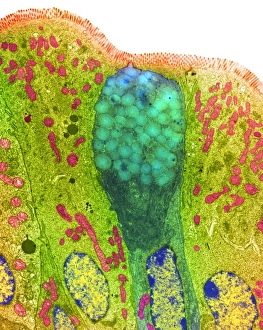 Goblet and Secretory Cells Print