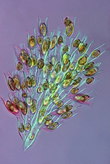 Images Dated 8th March 2013: Golden Algae Print, Polarised Light Micrograph