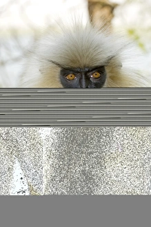 Endangered Primate Species Prints: Golden langur monkey