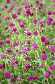 Flower Photography Prints: Gomphrena globosa