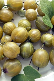 Gooseberry Fruit Prints: Gooseberries