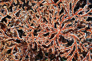 Coral Reef Ecosystem Prints: Gorgonian
