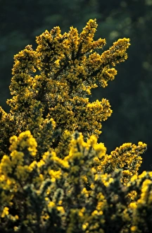 Coastal Vegetation Prints: Gorse (Ulex sp. )