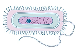 Bacterial Cell Structure Prints: Gram-negative bacteria, artwork