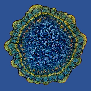 Polarised Light Microscopy Prints: Grape vine stem, light micrograph