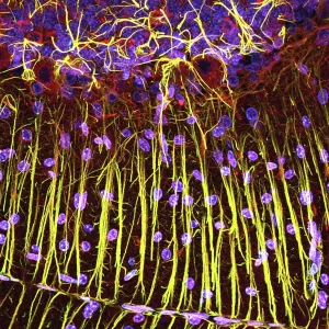 Cerebellum Tissue Print, Confocal Light Micrograph