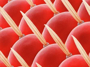 Scanning Electron Micrograph SEM Prints: Compound eye of a fly, SEM Z340 / 0698