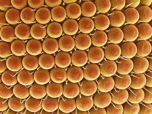 Scanning Electron Micrograph SEM Prints: Compound eye of a gnat, SEM