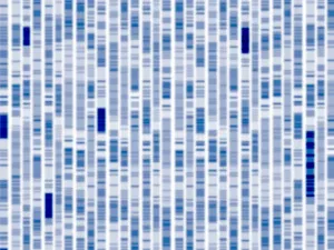 DNA Autoradiogram Prints: DNA autoradiogram