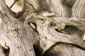 Driftwood Beach Prints: Driftwood