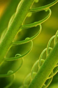Graphics And Pattern Prints: Fern frond Print