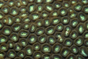 Hard Coral Species Prints: Hard coral