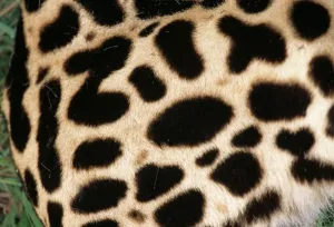 Graphics And Pattern Prints: King Cheetah Coat Print