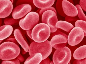 Red Blood Cells SEM Prints: Red blood cells, SEM