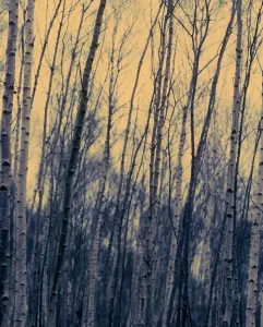 Betula Pendula Prints: Silver birch (Betula pendula)