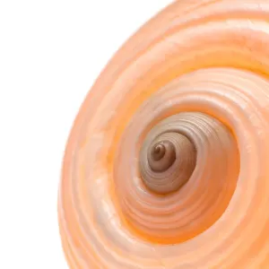 Graphics And Pattern Prints: Snail Shell Print