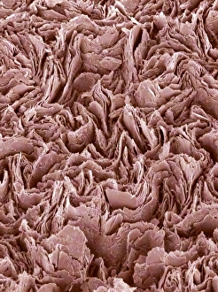 Coloured Scanning Electron Microscopy Prints: Graphite pencil core, SEM