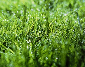Green Grass Prints: Grass