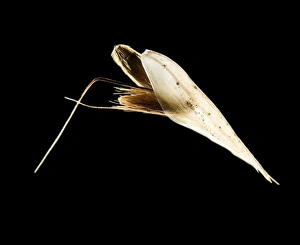 Scanning Electron Microscopy SEM Prints: Grass seed, light micrograph C014 / 4727