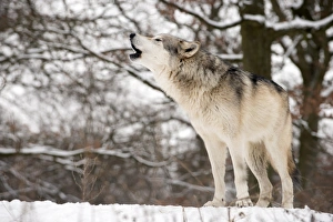Prints of Gray wolf (Canis lupus) howling, Wolf Science Center, Austria. This research laboratory explores the similarities and links between wolves, dogs and humans Images Dated 2013 March: Gray wolf howling Print