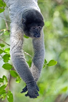 Amazon Rainforest Animals Prints: Gray woolly monkey