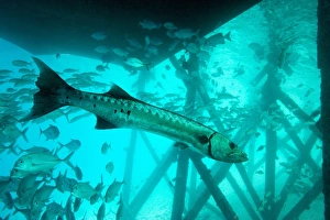 Borneo Marine Life Prints: Great barracuda