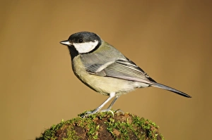 Swedish Wildlife Images Prints: Great tit
