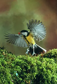 Images Dated 31st March 2004: High-speed photograph of a great tit in flight