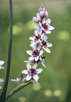Greater waterphlox Greater waterphlox