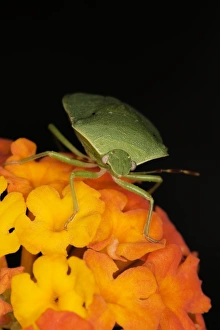 Nezara Viridula Prints: Green stink bug