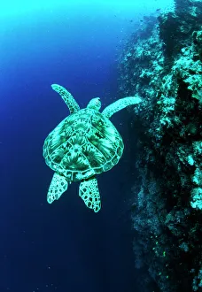 Green turtle swimming beside a coral reef, Print