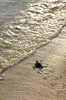 Vulnerable Sea Turtles Prints: Green turtle hatchling