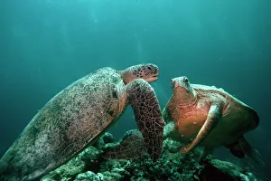 Chelonia Mydas Prints: Green turtles