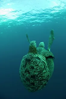 Sea Turtle Conservation Prints: Green turtles mating
