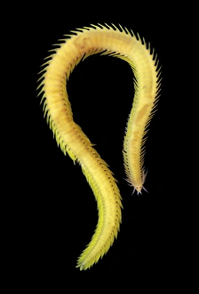 Sea Creatures Prints: Greenleaf worm