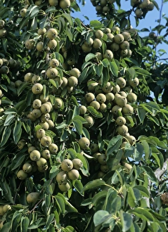 Fruit Tree Photos Prints: Grey pears