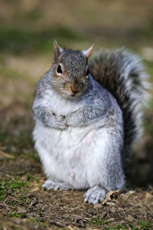 Dorset Wildlife Photos Prints: Grey squirrel sitting on the ground