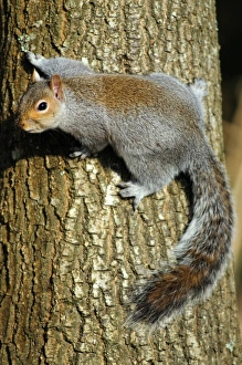 UK Wildlife Prints: Grey squirrel on a tree